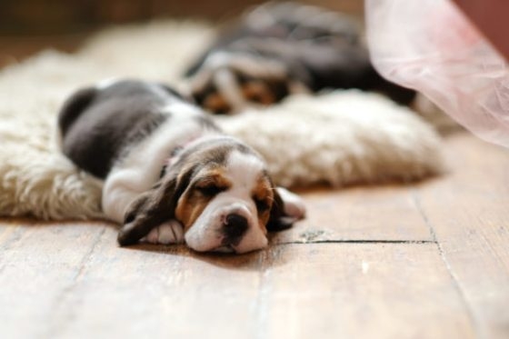 little-puppy-lying-wooden-floor-scaled-e1612575815352-560x373.jpg